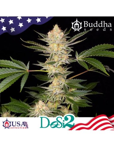 Buddha Seeds Do Si 2 Fem  USA Collection