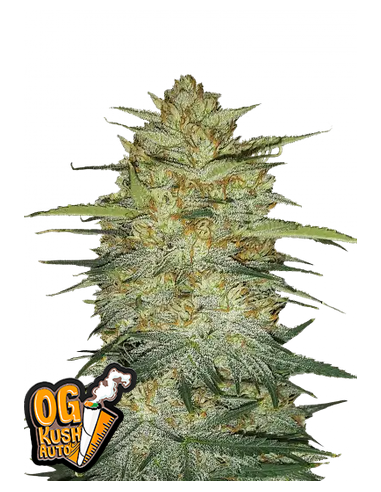 Original Auto OG Kush di 420 Fast Buds: qualità superiore per coltivatori e fumatori