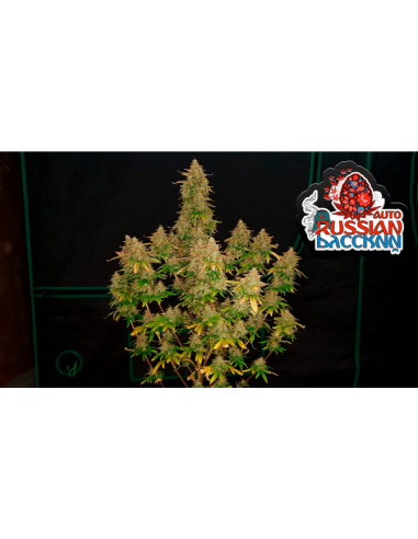 Original Auto Russian di 420 Fast Buds: una meraviglia autofiorente a dominanza Indica.