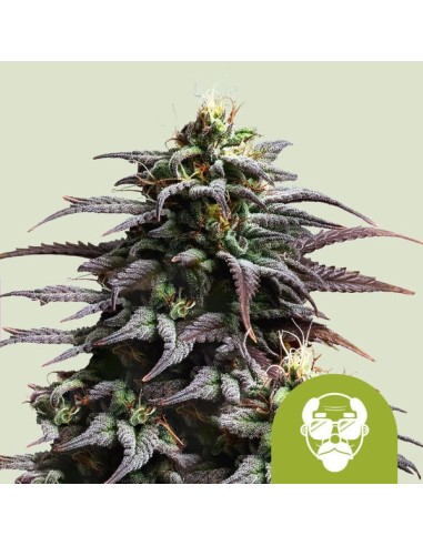 Auto Grandaddy Purple - Royal Queen Seeds: perfetto per gli appassionati di cannabis autofiorente