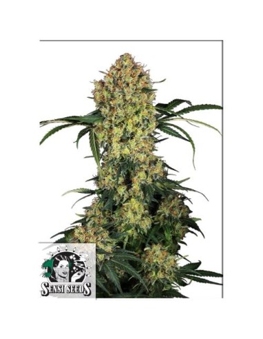 Aloha OG Fem di Sensi Seeds: qualità premium, genetica eccellente e effetti potenti