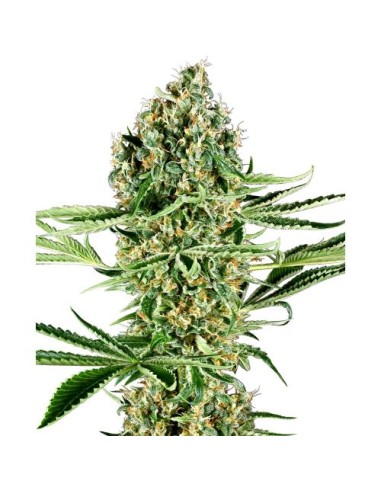 Critical Runtz Fem: semi femminizzati, genetica 70% indica e 30% sativa.