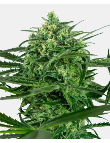 Sensi Amnesia Fem: sativa dominante, grande resa e sapore tropicale.