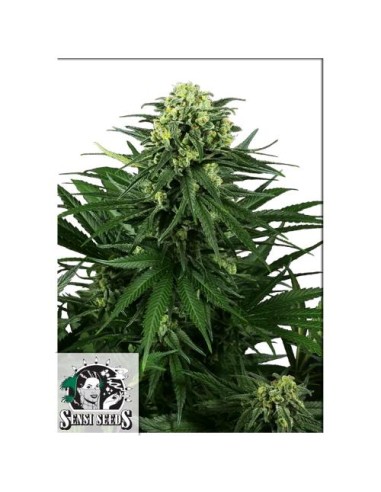 Honey Melon Kush Fem di Sensi Seeds: indica dominante, sapori fruttati, raccolti abbondanti