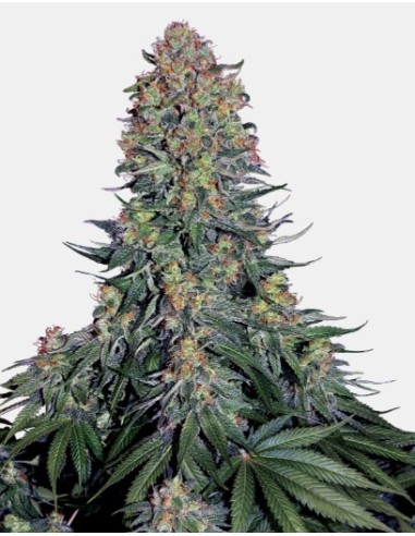 Semi di Blue Skunk Femminizzati di Sensi Seeds: una varietà indica con un aroma unico