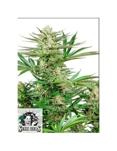 Malibu OG Gold Fem, Sensi Seeds: ibrido Sativa/Indica, grandi raccolti e fiori viola