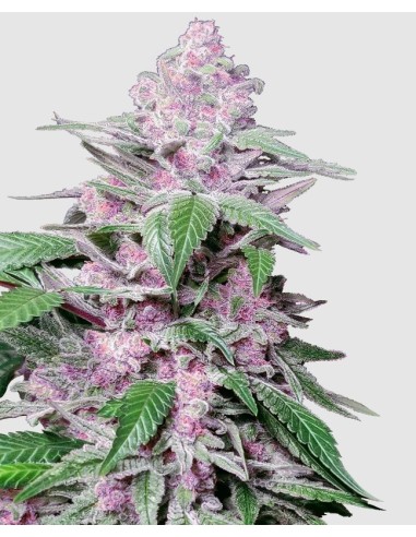 Semi di Purple Cookie Kush Fem di Sensi Seeds: Girl Scout Cookies x Purple Kush