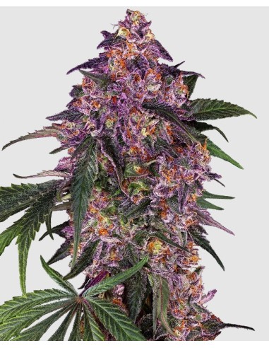 Sensi Seeds - Semi Purple Cookie Kush Femminizzati