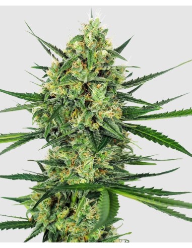 Tangerine Sugar Fem di Sensi Seeds: semi femminizzati a predominanza sativ