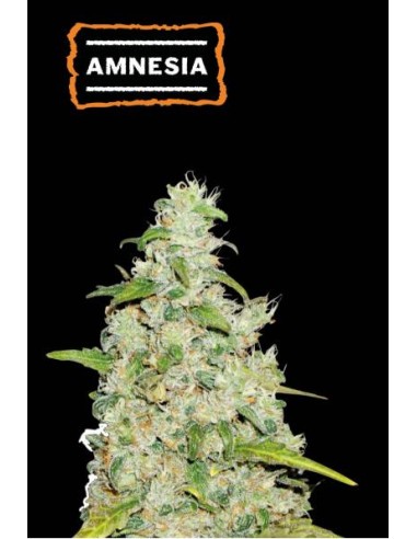 Seed Stockers Amnesia Fem: varietà Sativa dominante con THC al 23-26%, noto per il suo potente effetto psichedelico