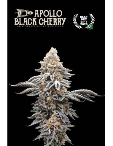 Apollo Black Cherry Fem: varietà di cannabis ibrida con sapore unico di ciliegie scure e alto contenuto di THC