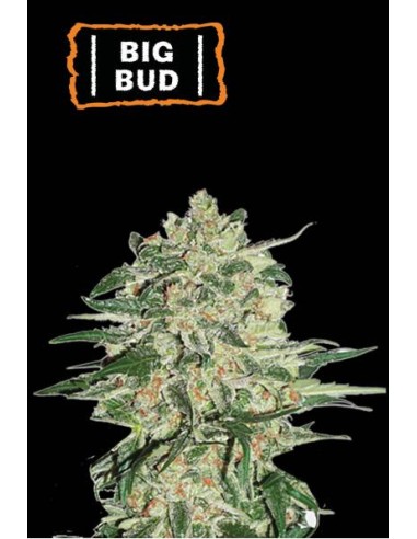 Seed Stockers Big Bud Fem, varietà potente e produttiva con raccolti abbondant