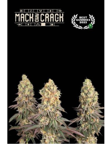 Mack & Crack© Femminizzati, una delle varietà più potenti di Seed Stockers, fino al 30% di THC.