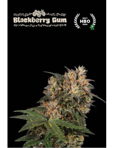 Seed Stockers Blackberry Gum Fem - Fenotipo fruttato e potente