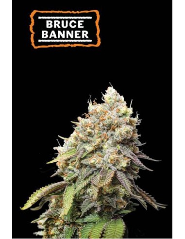 Seed Stockers Bruce Banner Fem: una varietà di cannabis sativa con genetica OG Kush X Strawberry Diesel.