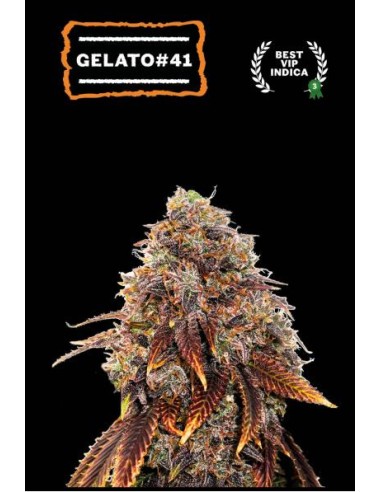 Semi femminizzati Gelato 41 Seed Stockers: qualità top, effetti potenti e sapore dolce