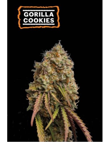 Seed Stockers Gorilla Cookies Fem, strain con alte percentuali di THC e gusto citrico.