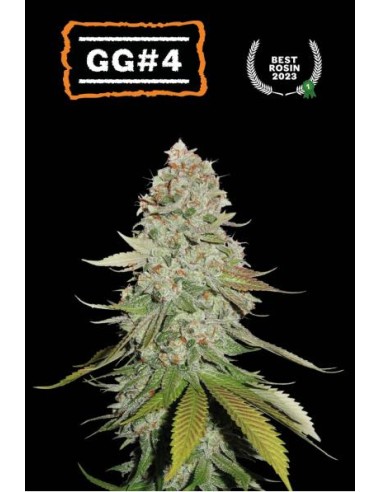 Seed Stockers Gorilla Glue Fem: varietà USA amata, da Chem's Sister, Sour Dubb e Chocolate Diesel.