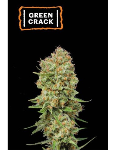 Seed Stockers Green Crack Fem - Sativa potente, raccolti abbondanti, fioritura 9 settimane