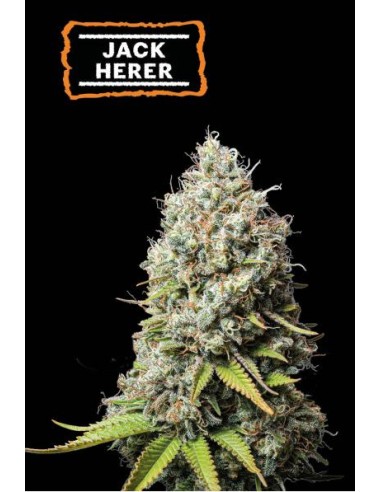 Seed Stockers Jack Herer Fem: Haze X NL#5 X Shiva Skunk, THC 23-26%