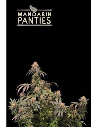 Seed Stockers Mandarin Panties Fem: semi di cannabis vigorosi con sapore agrumato e alto contenuto di THC