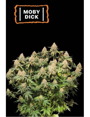 Seed Stockers Moby Dick Fem: semi femminizzati ad alta resa con genetica White Widow x Haze