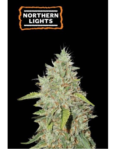 Seed Stockers Northern Lights Fem - semi di cannabis indica, resistenti e produttivi