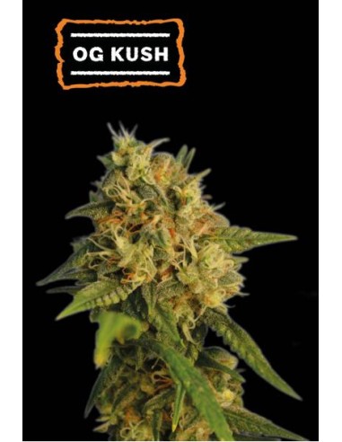 Seed Stockers O.G. Kush Fem: semi di cannabis ad alta resa con genetica premium