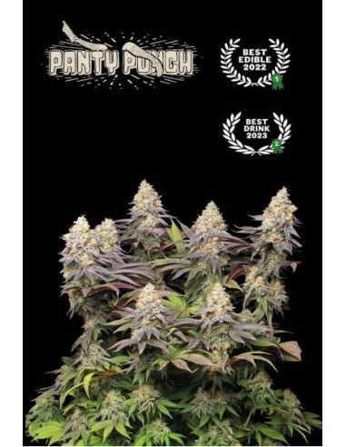 Panty Punch Fem di Seed Stockers: semi femminizzati con altissimo THC fino al 30%.