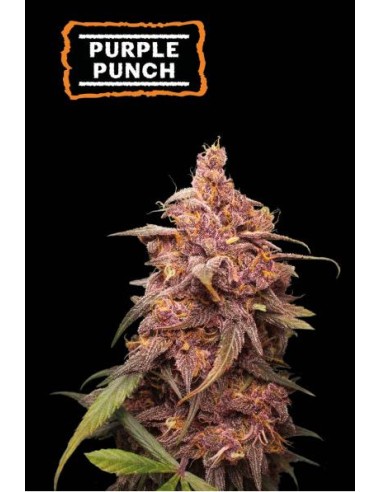 Seed Stockers Purple Punch 3 Semi Fem Indica viola potente