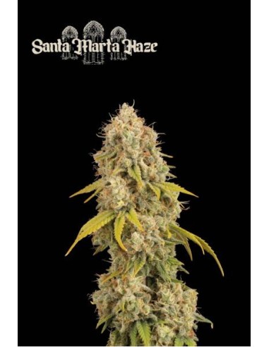 Seed Stockers Santa Maria Haze Fem - Alta qualità, THC elevato