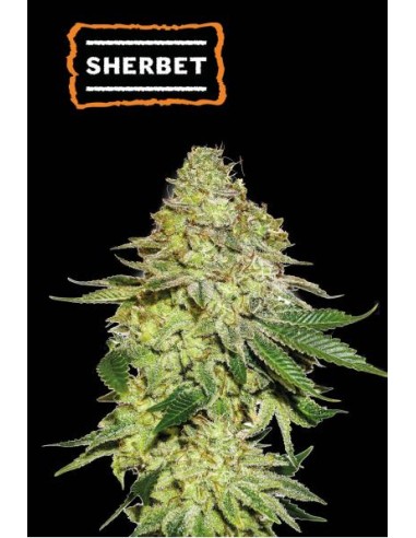 Seed Stockers Sherbet Fem - varietà ricca di THC, gusto fruttato e melone, mango