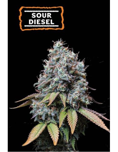 Seed Stockers Sour Diesel Fem: Potente sativa con profilo terpenico unico.