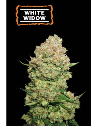 Seed Stockers White Widow Fem: semi di cannabis femminizzati con genetica premiata e alto contenuto di THC.