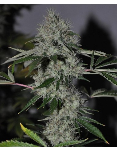 The Cali Connection Chem 4 OG Fem: ibrido potente con resa abbondante e fioritura veloce.