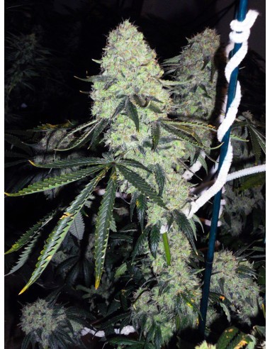 The Cali Connection Deadhead OG Fem – potente ibrido Indica/Sativa con fioritura rapida e abbondanti raccolti.