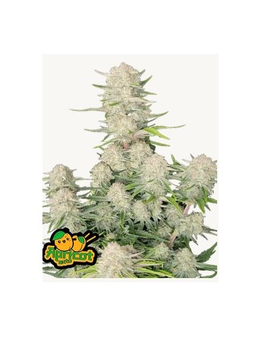 Scopri la nostra Fast Buds -Apricot Auto, facile da coltivare e resa abbondante!