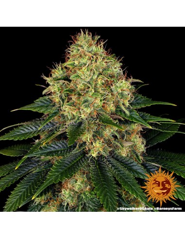 Skywalker OG Auto 3 Semi - Barney's Farm: Cannabis potente e facile da coltivare, raccolto rapido.