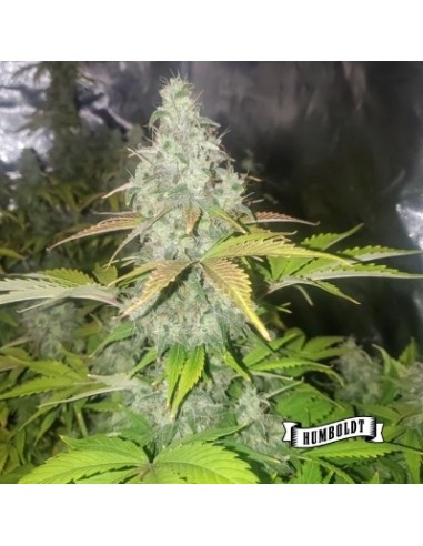 Humboldt Seed Company - Chunkadelic Auto 5 Semi