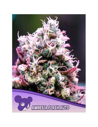 Anesia Seeds - Amnesia Flash auto - 3 semi auto Thc