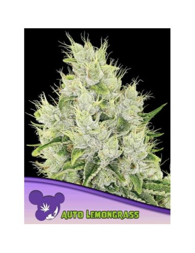 Anesia Seeds - Lemongrass Auto - 3 semi auto Thc