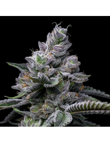 Cookies Seed RS11x Hollywood 6 Semi Fem