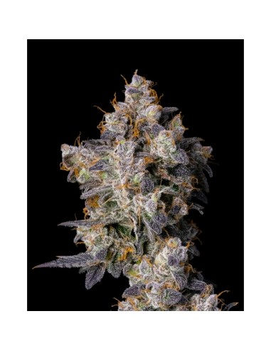 Cookies Seed Cherry Zelato 3 Semi Fem