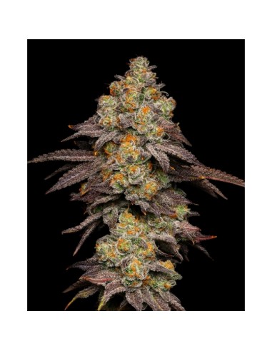 Cookies Seed BIG Z 6 Semi Fem