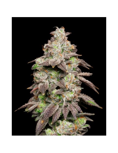 Cookies Seed Fried Banana 3 Semi Fem