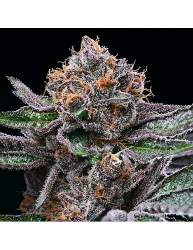 Cookies Seed Candy Candy 6 Semi Fem