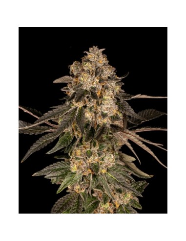 Cookies Seed Cherry Fritter 3 Semi Fem