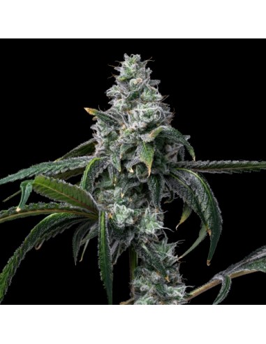 Cookies Seed UK Cheese x Hollywood 6 Semi Fem