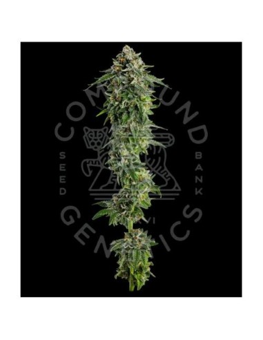 Compound Genetics Jet Puft 5 Semi Fem