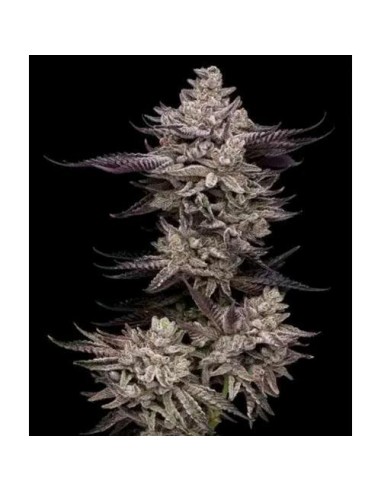 Compound Genetics El Valle Haze 5 Semi Fem